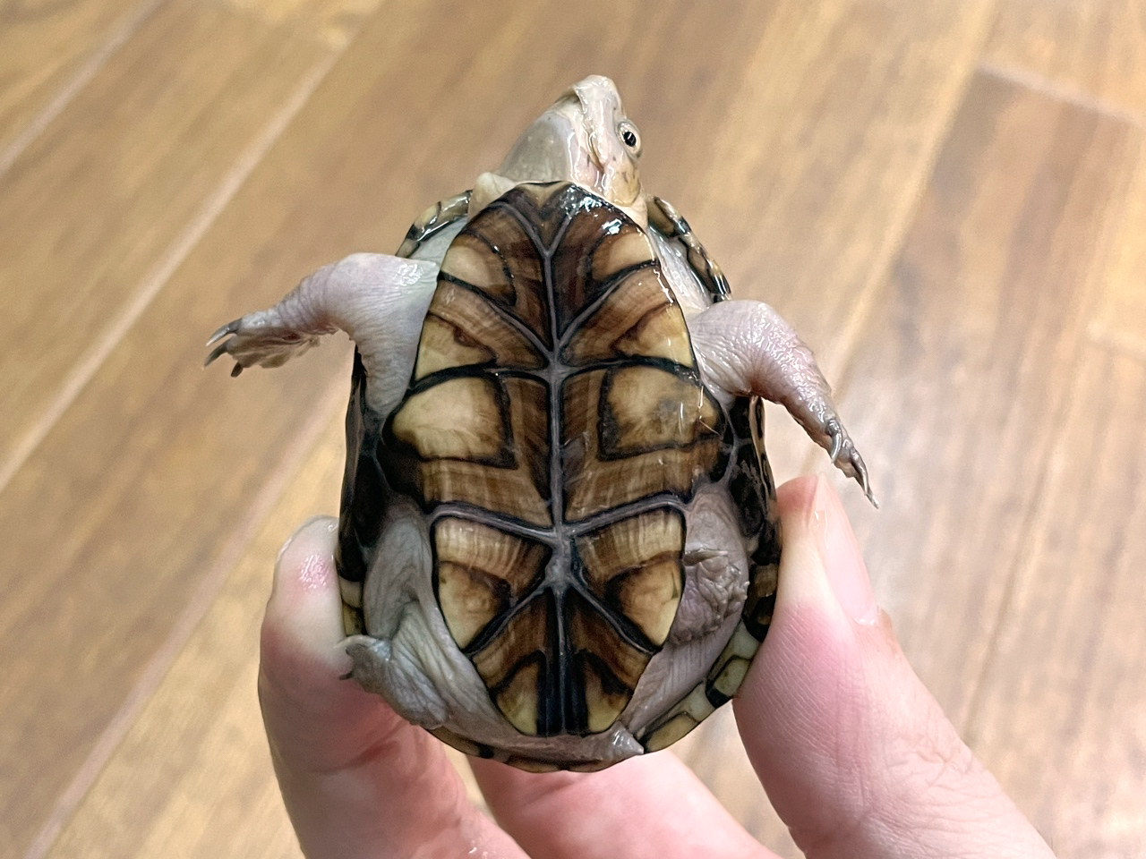 フロリダドロガメ(8)