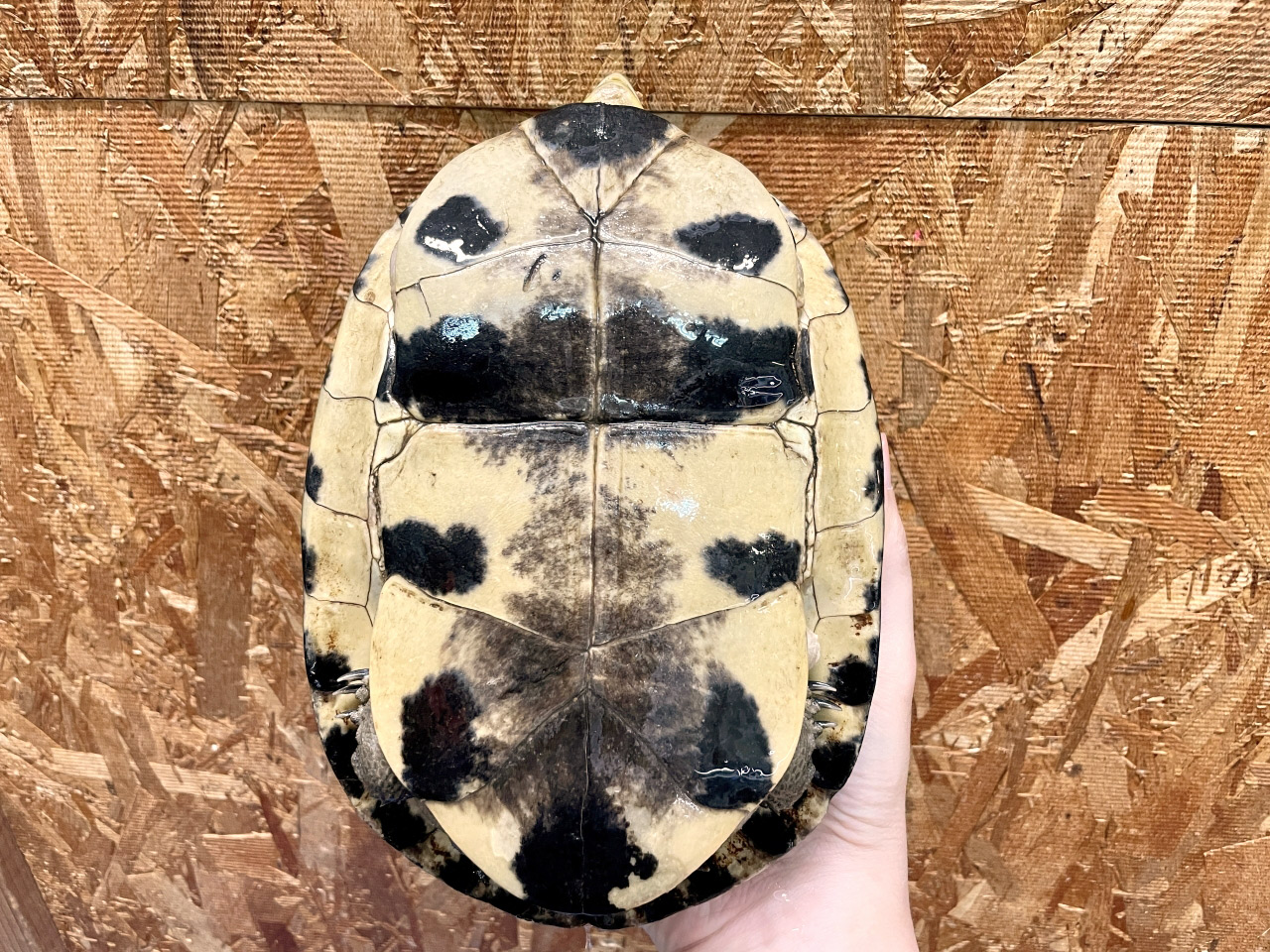 ジャワハコガメ(12)