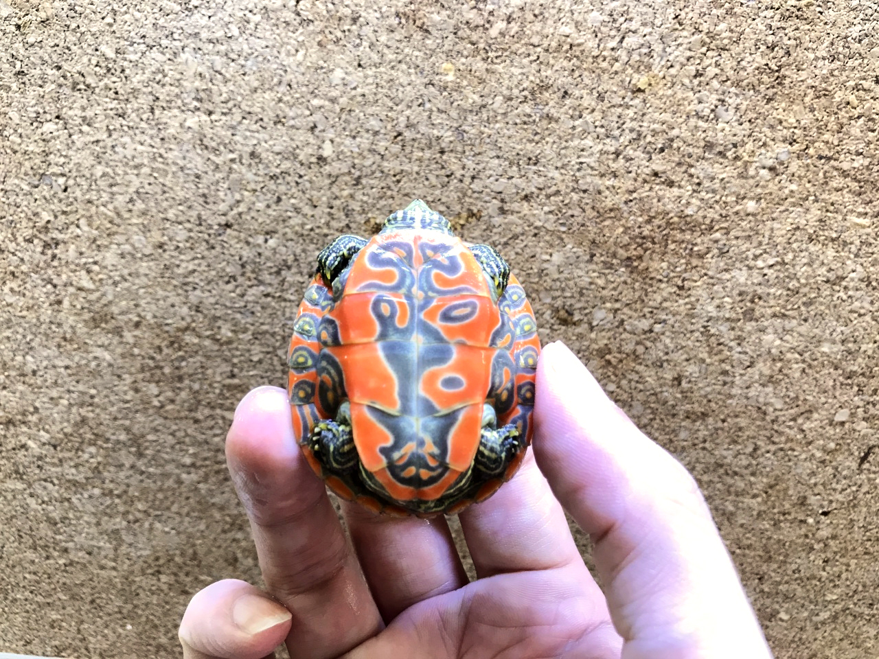 アラバマアカハラガメ(7)