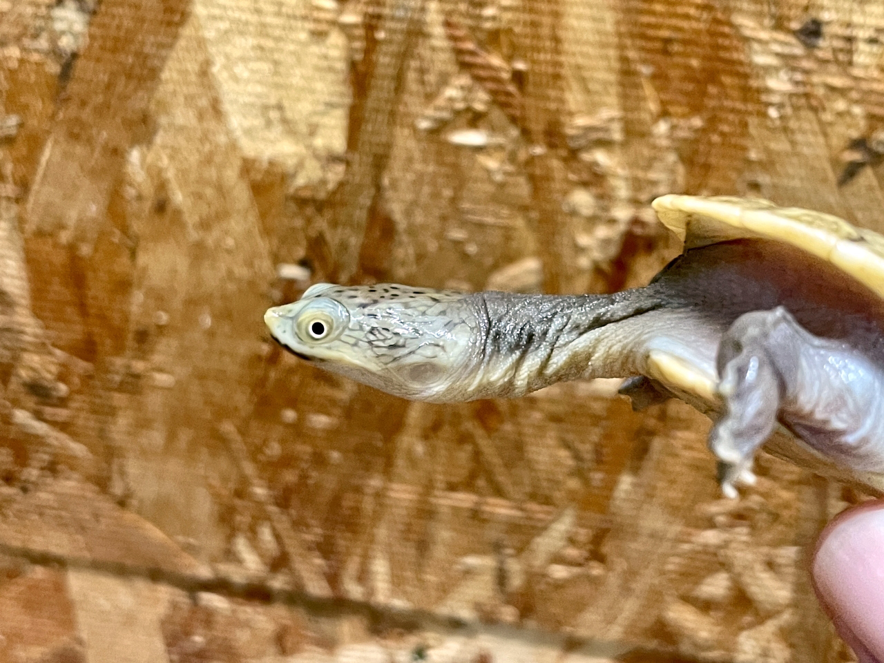 パーケリーナガクビガメ(3)