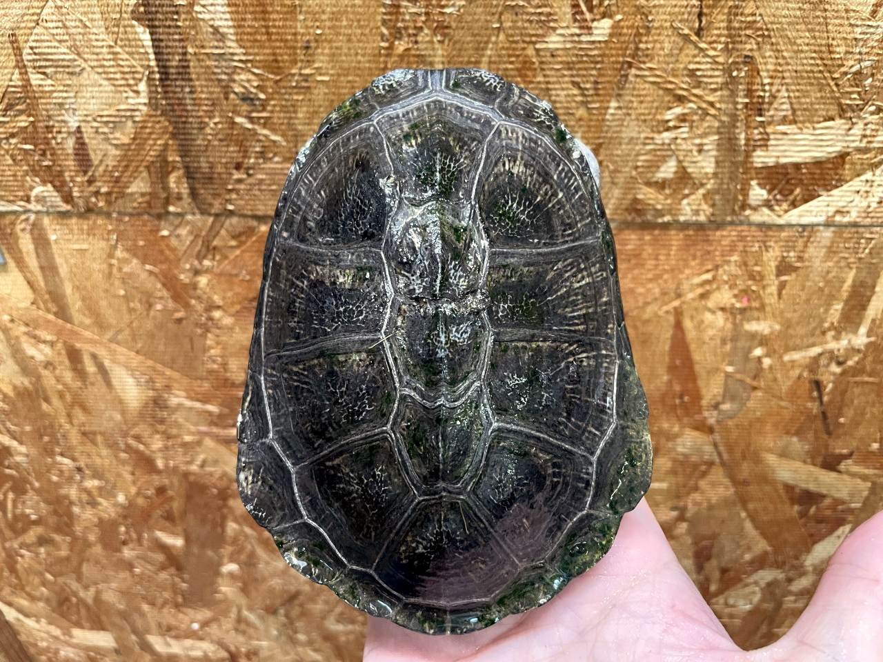 トゥルカナハコヨコクビガメ(1)