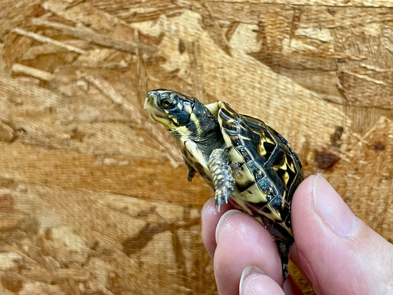 フロリダハコガメ(2)