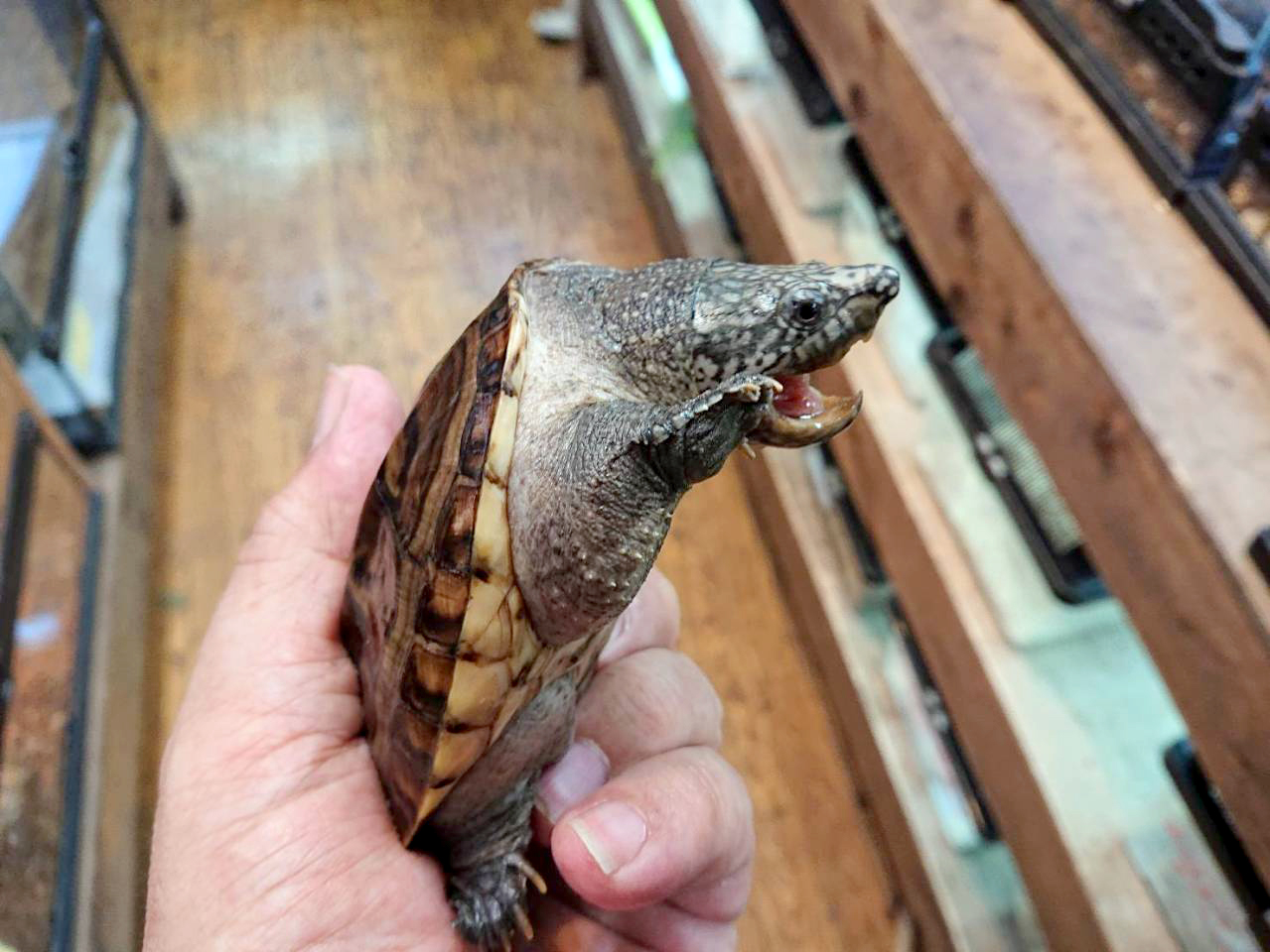 ジャイアントマスクタートル(2)