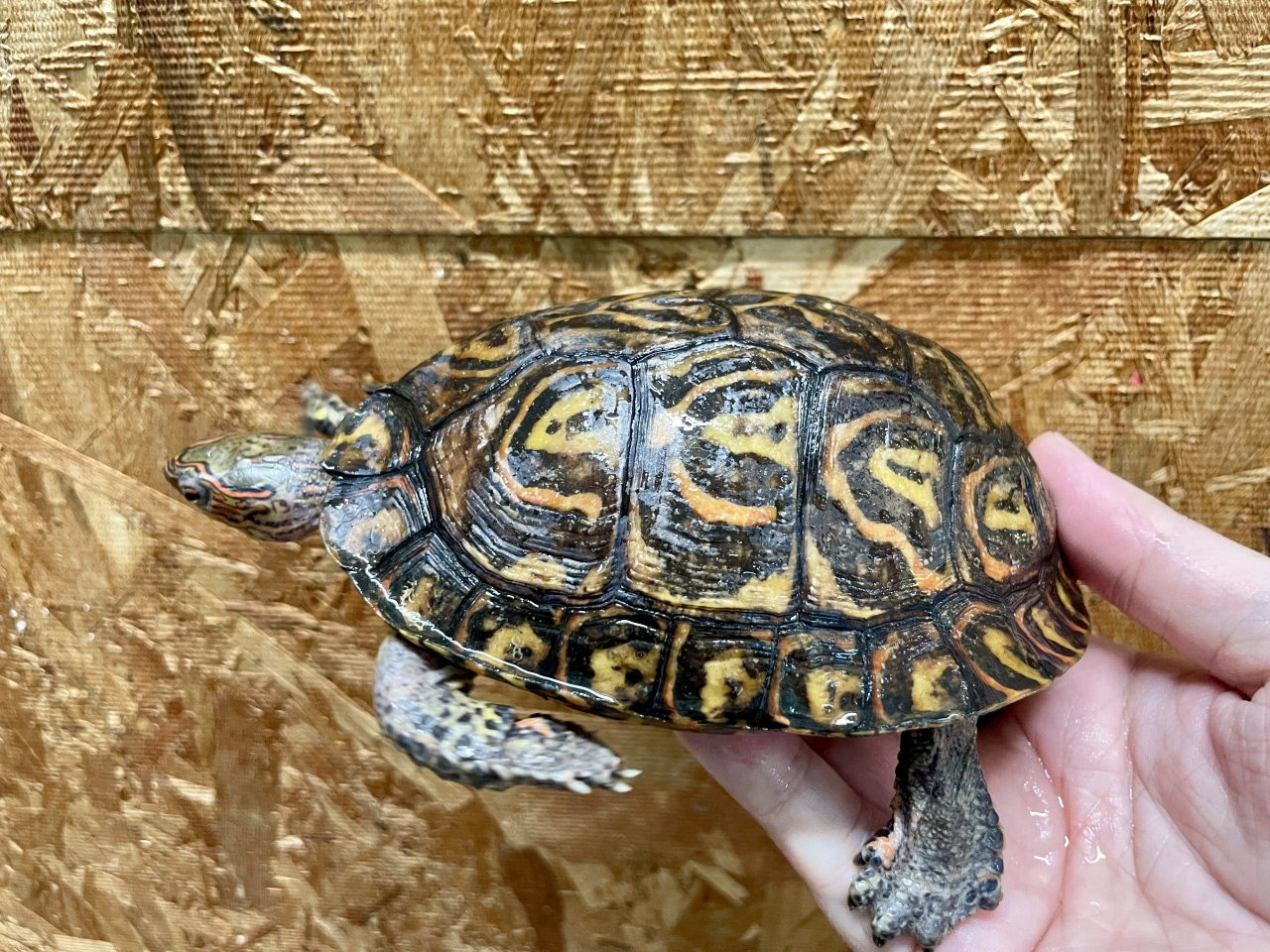 コスタリカアカスジヤマガメ(11)