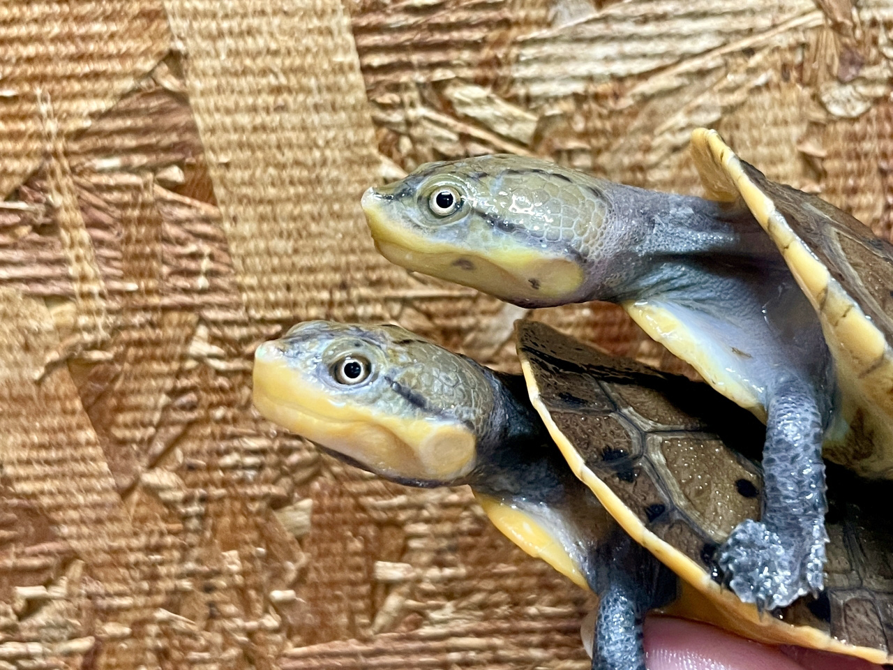 ウェルムスカエルガメ(2)