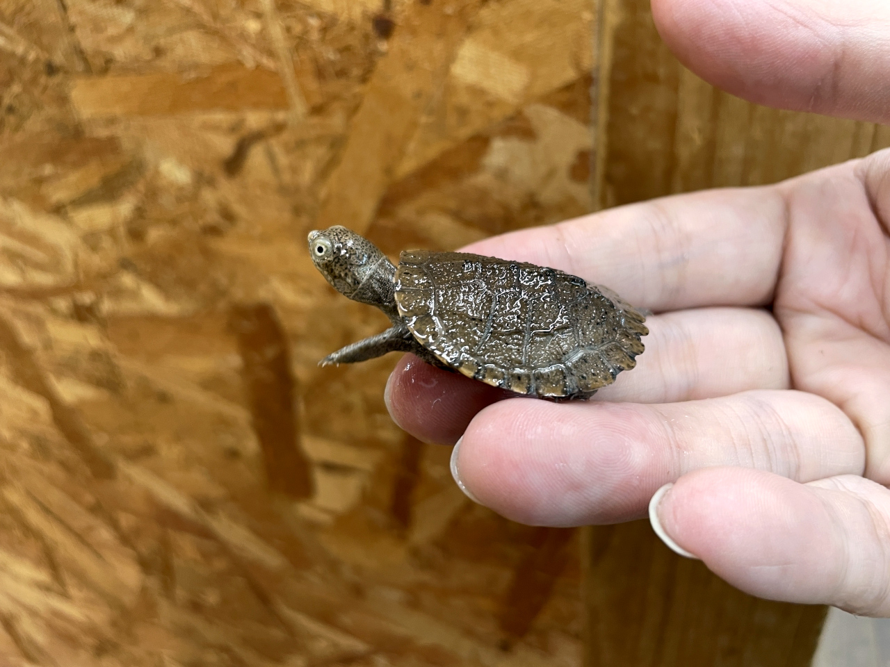 ノコヘリハコヨコクビガメ ミズガメ図鑑