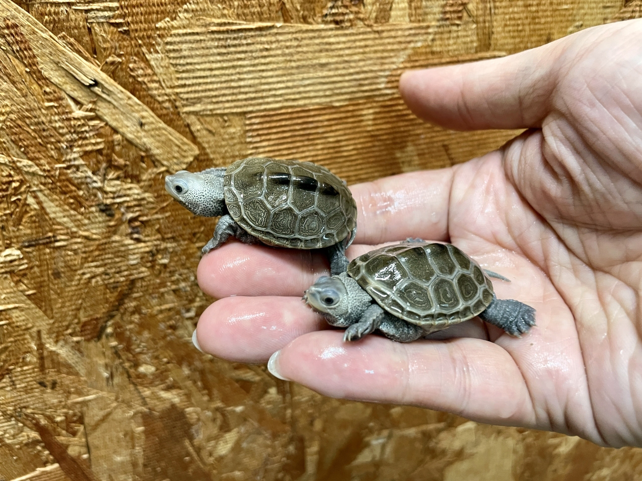 ノーザンダイヤモンドバックテラピン(1)