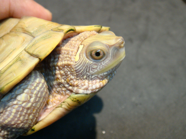 ニセチズガメ(5)