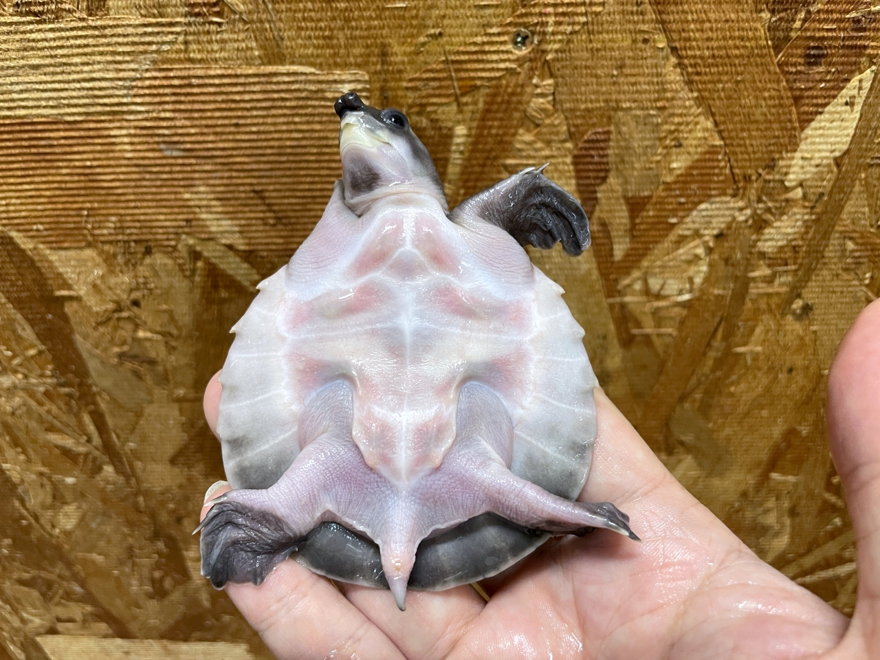 スッポンモドキ(11)