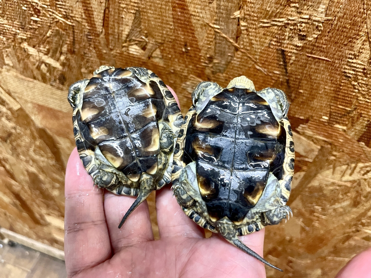 ギリシャイシガメ(9)