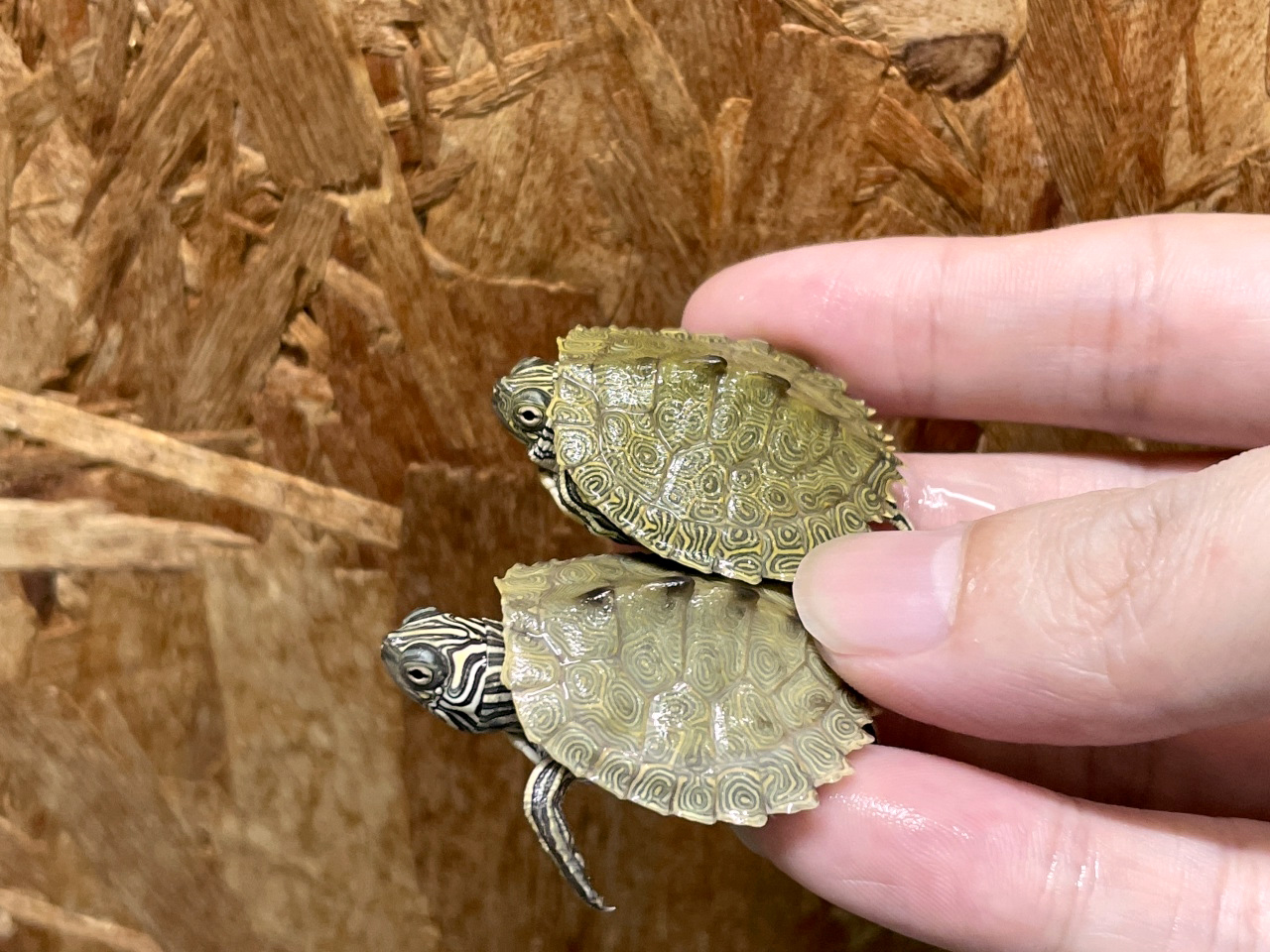 ケイグルチズガメ(2)