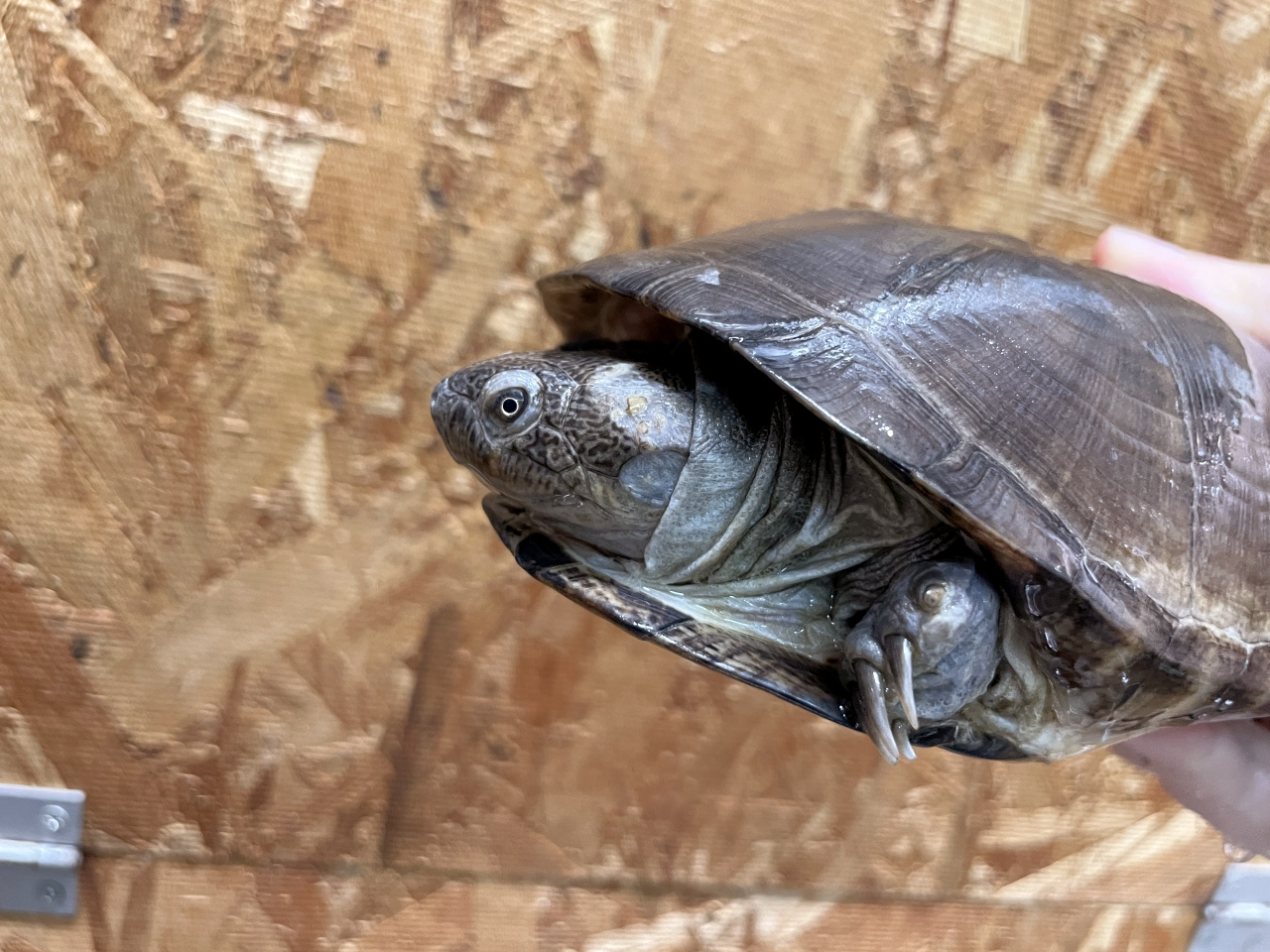 クリイロハコヨコクビガメ(3)