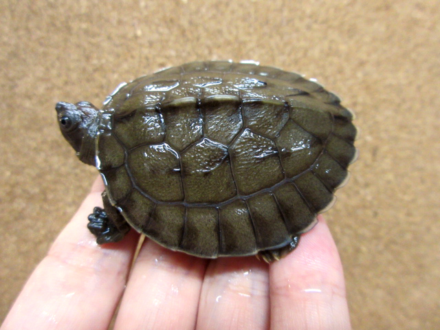 カラグールガメ(8)