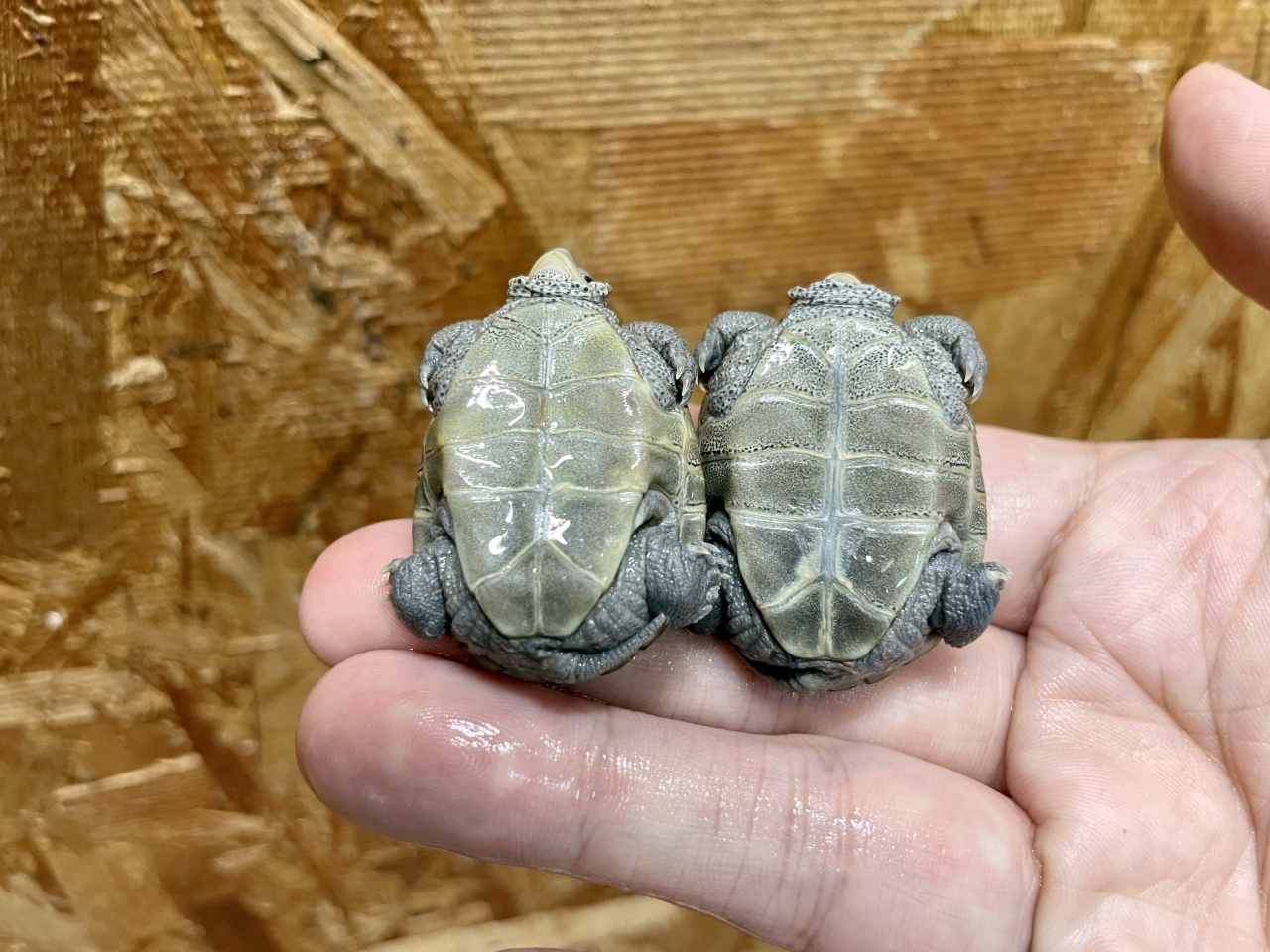 ノーザンダイヤモンドバックテラピン(2)