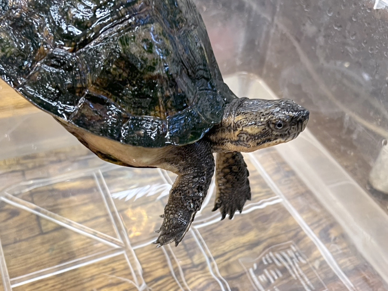 キバラマルガメ(2)