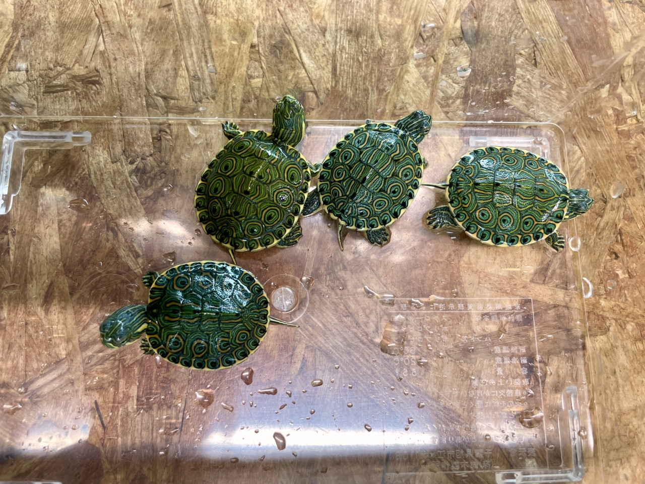 チュウベイクジャクガメ(4)