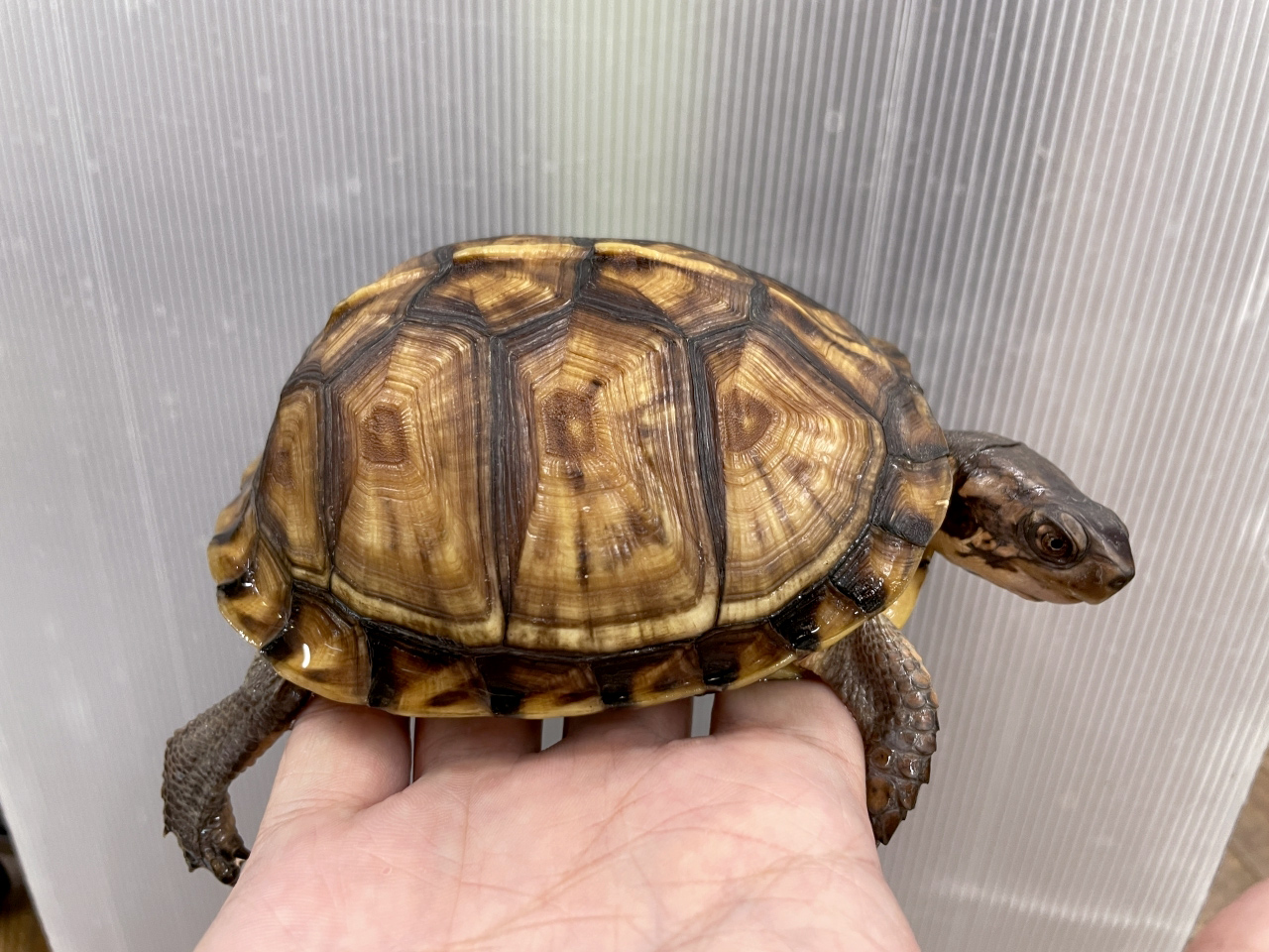 トウブハコガメ(2)