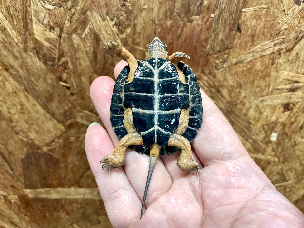 モリイシガメ(8)