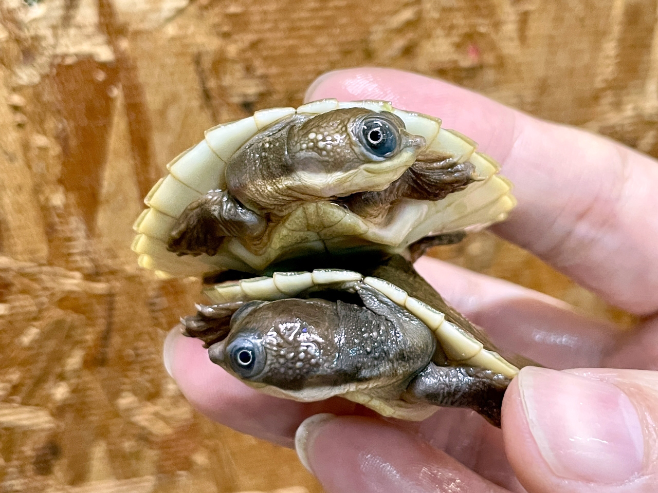 ブランデルカブトガメ(2)