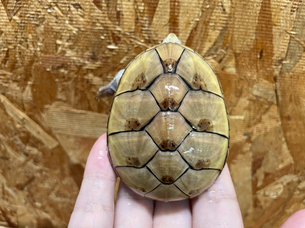 フロリダドロガメ(9)