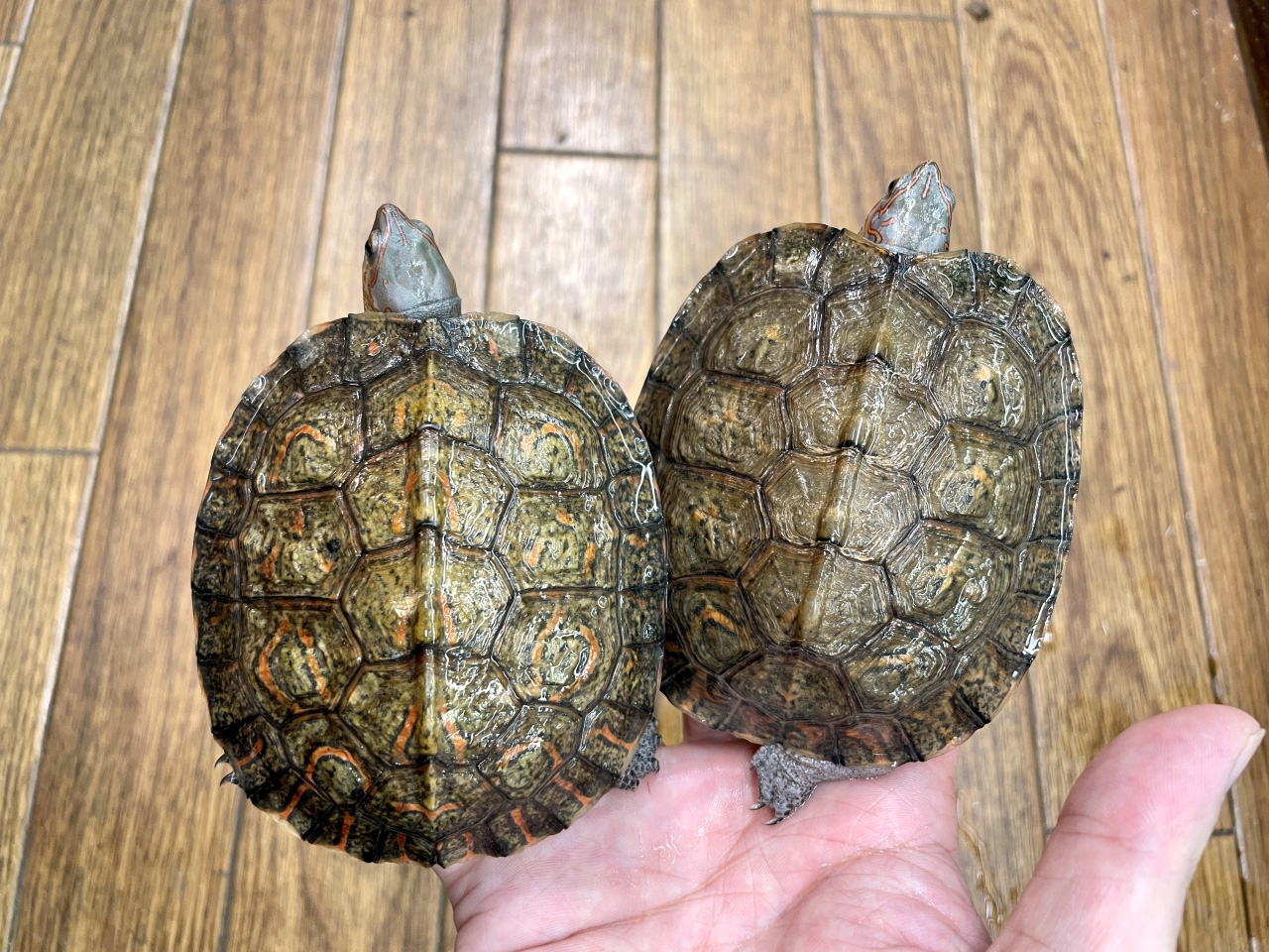 グァテマラアカスジヤマガメ(9)