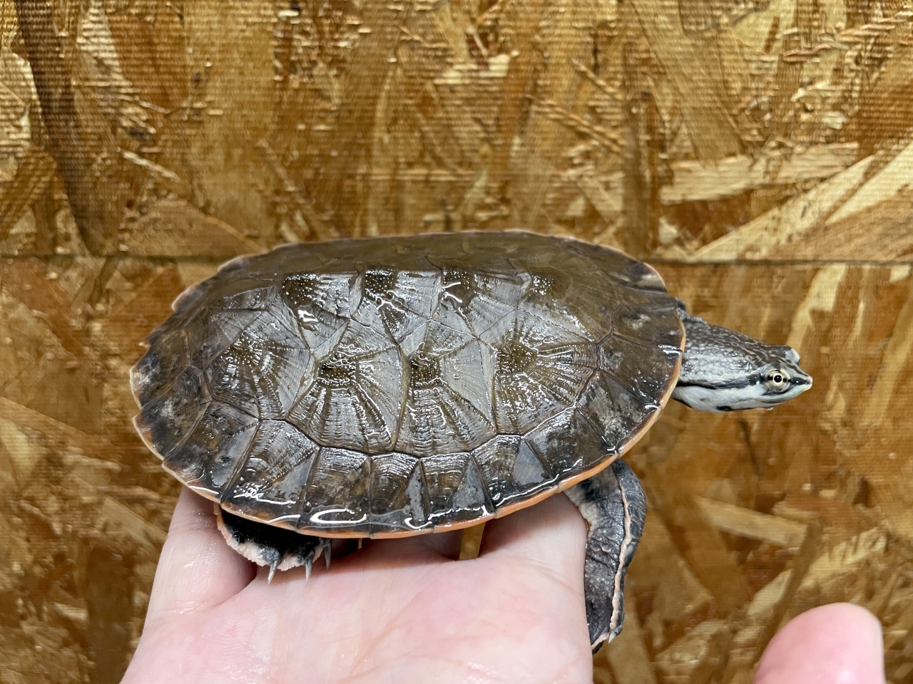 キタジェフロアカエルガメ(6)