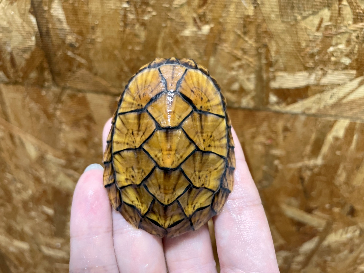 スジクビヒメニオイガメ(9)