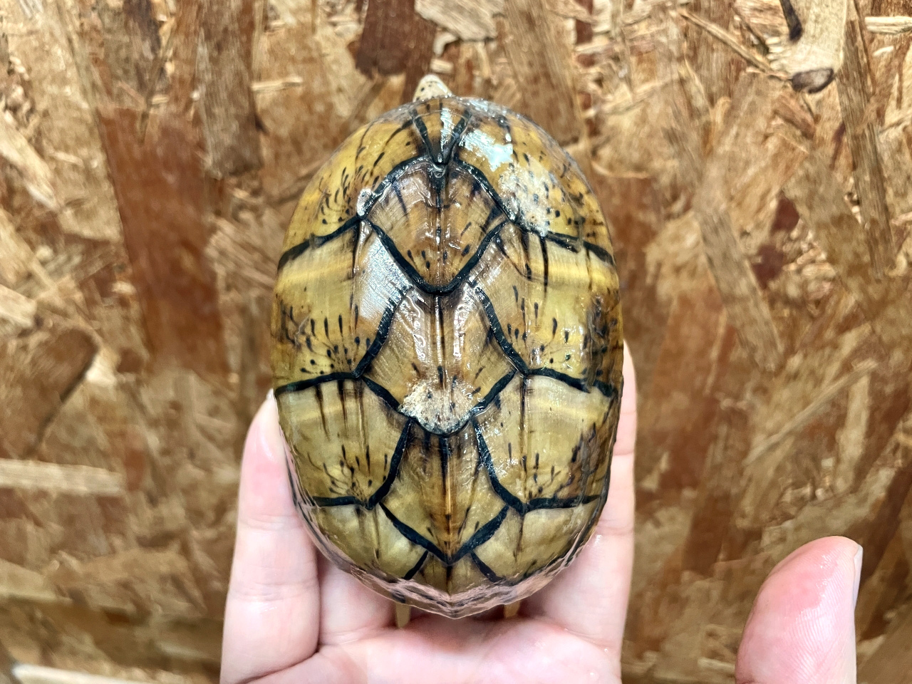 オオアタマヒメニオイガメ(9)