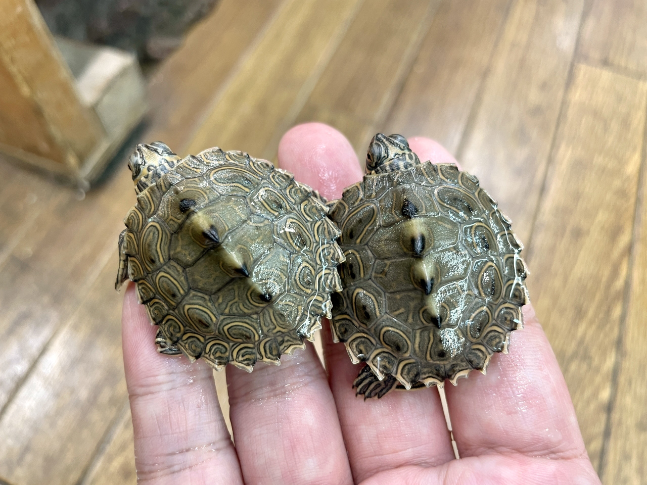 バーバーチズガメ(10)