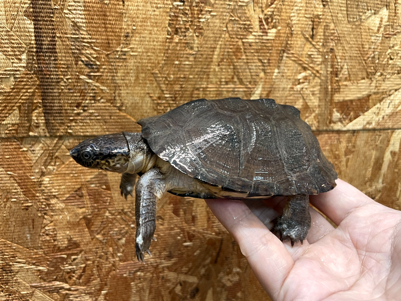 シロガオハコヨコクビガメ(9)