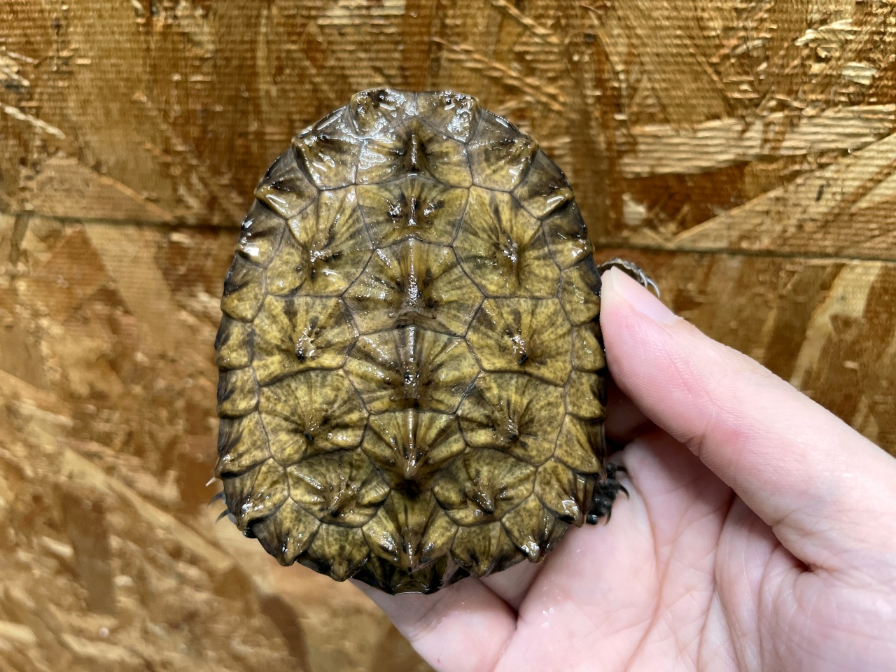 ギザミネヘビクビガメ(5)