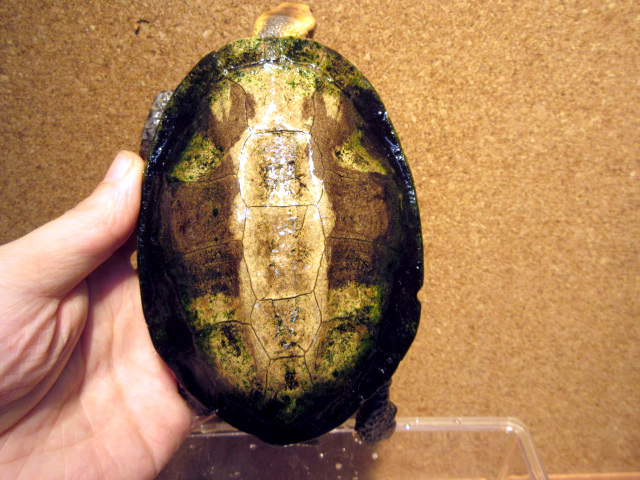 ズアカヒラタヘビクビガメ(7)