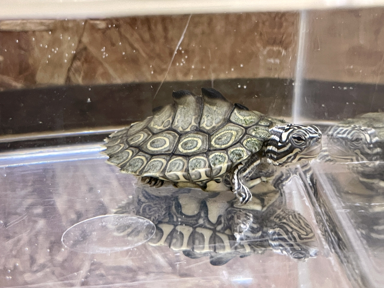 ワモンチズガメ(4)