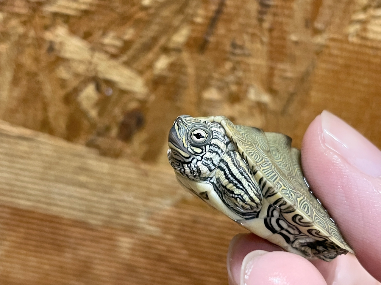 ケイグルチズガメ(7)