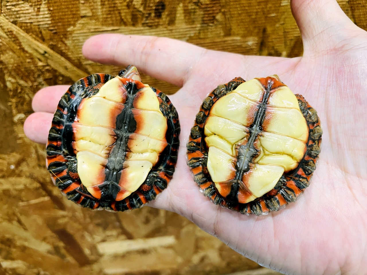 グァテマラアカスジヤマガメ ミズガメ図鑑