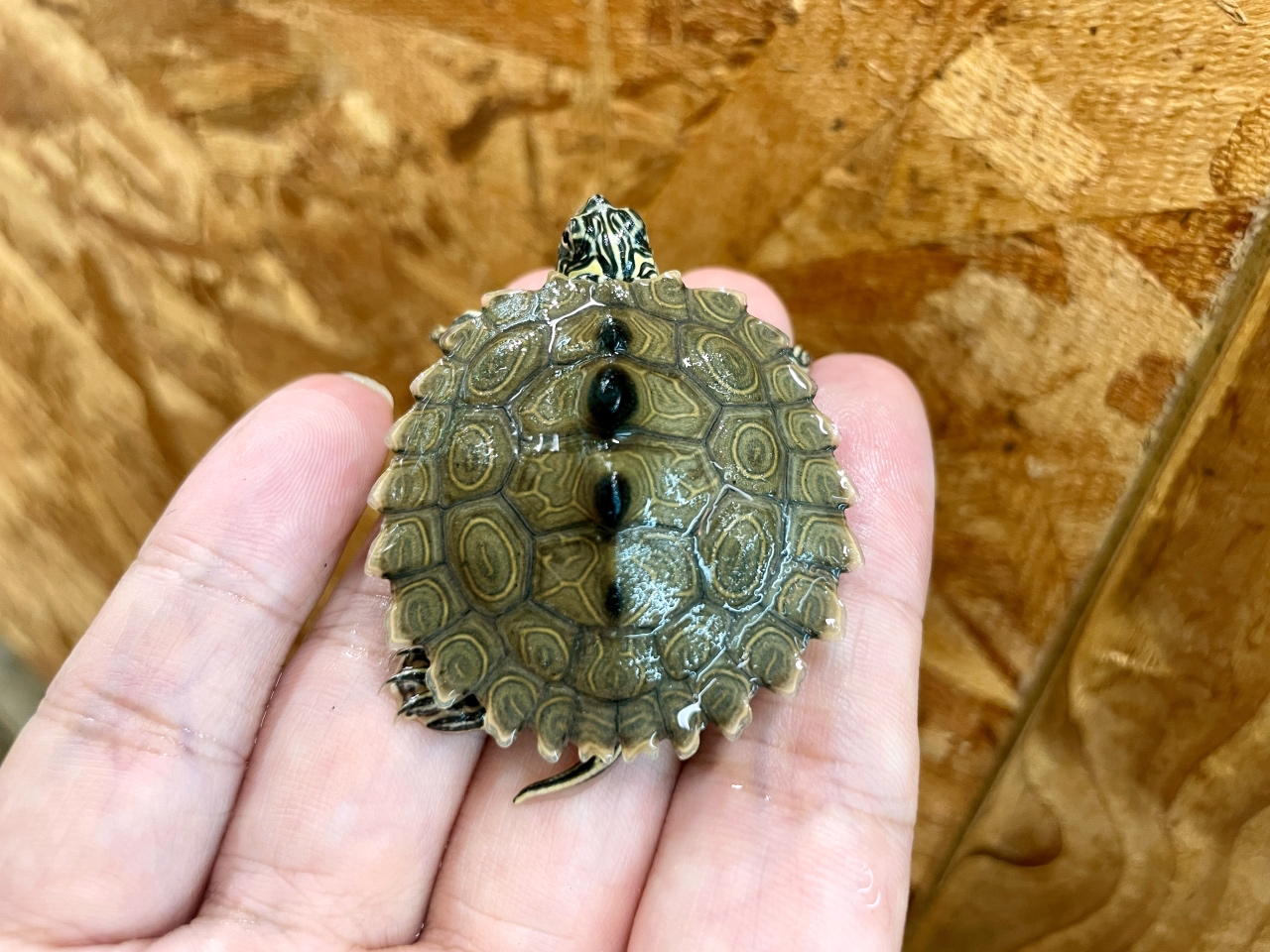 デルタクロコブチズガメ(2)