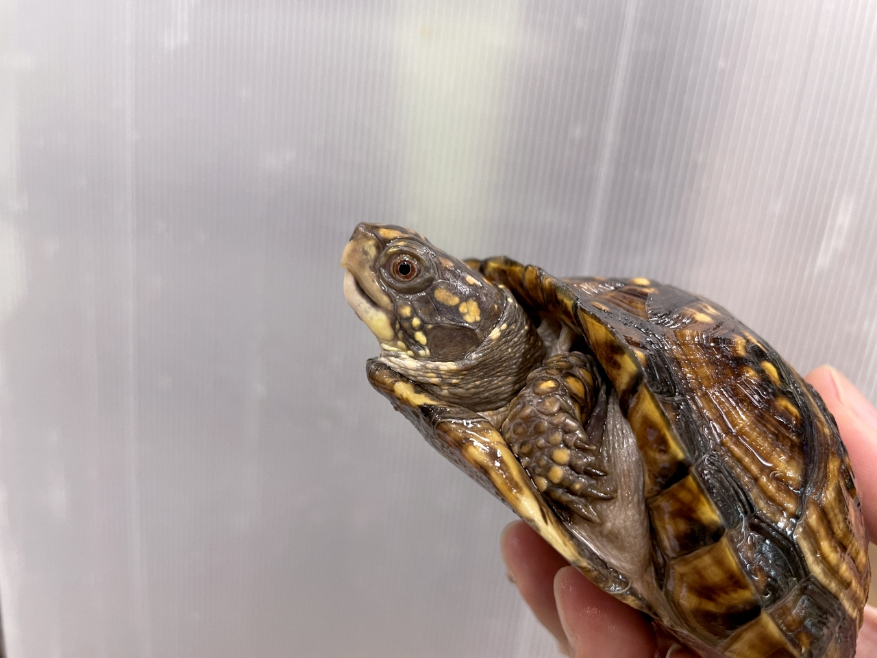 トウブハコガメ(7)