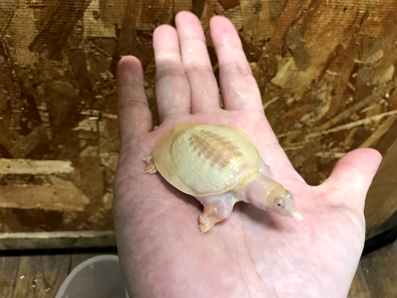 シナスッポン(3)