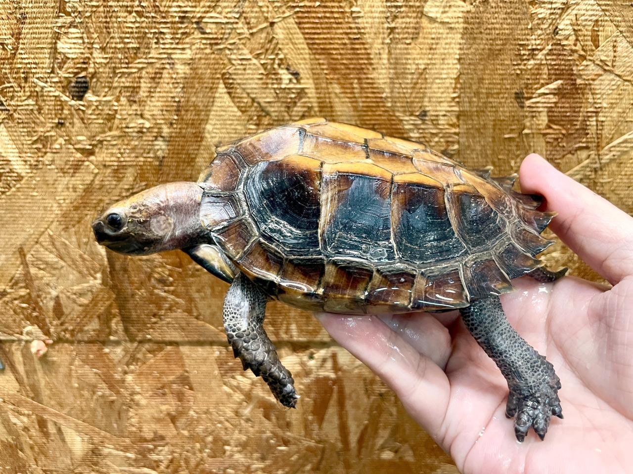 ムオヒラセガメ(9)