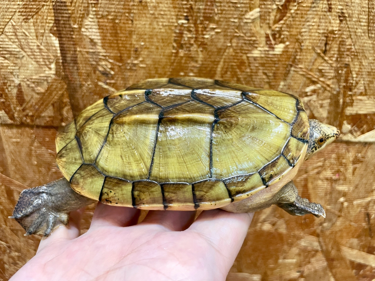 サルビンオオニオイガメ(11)