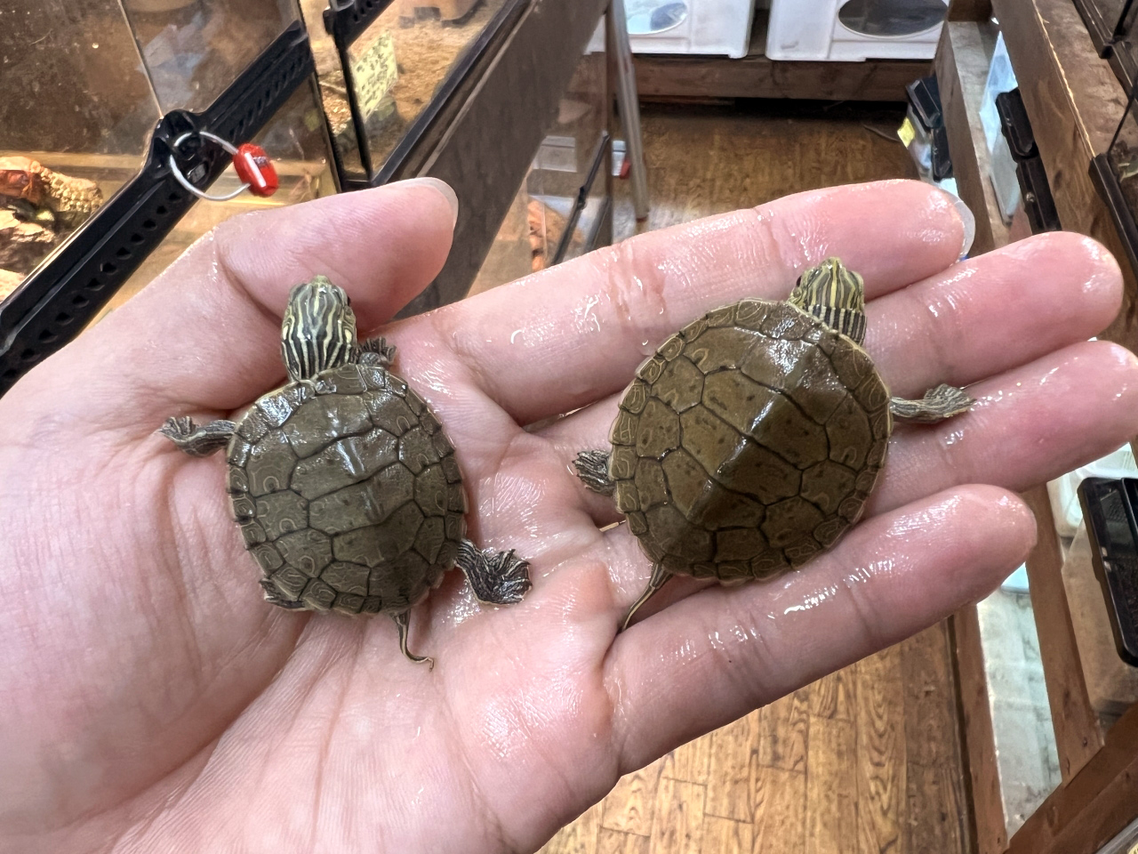 ヒラチズガメ(6)