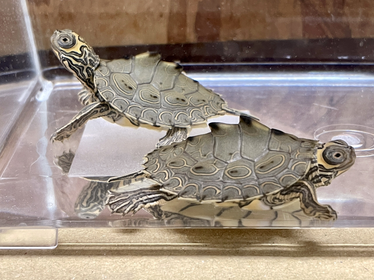 バーバーチズガメ(8)