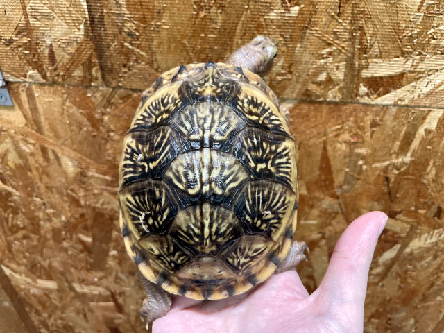 メキシコハコガメ