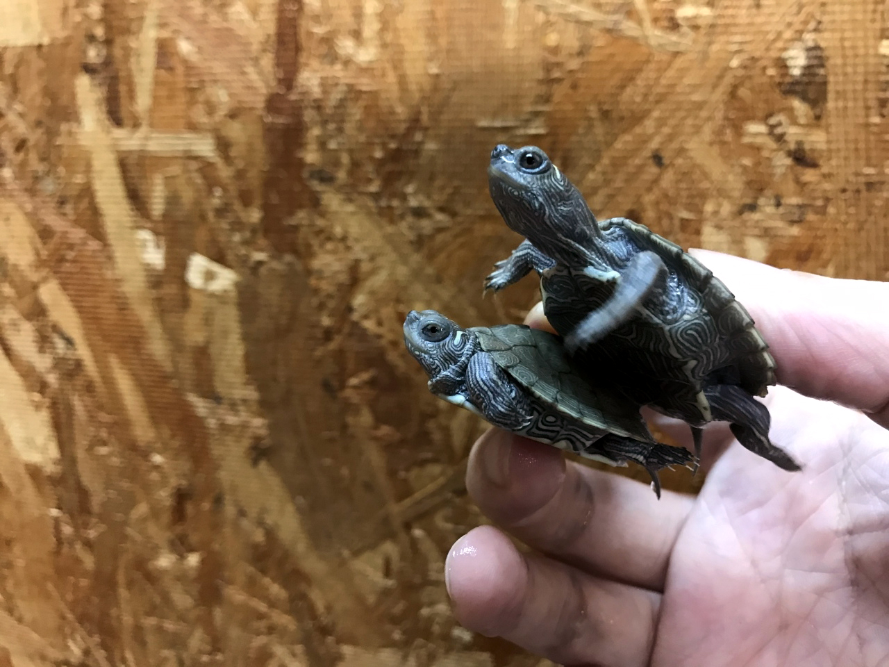 ハイイロチズガメ(11)