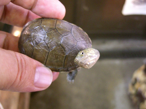 ゴツアシドロガメ(12)