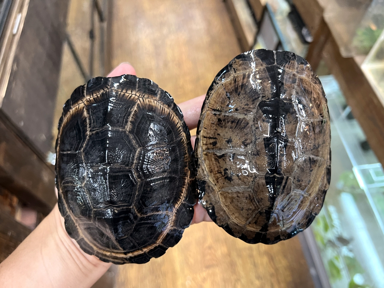 クロハコヨコクビガメ(5)