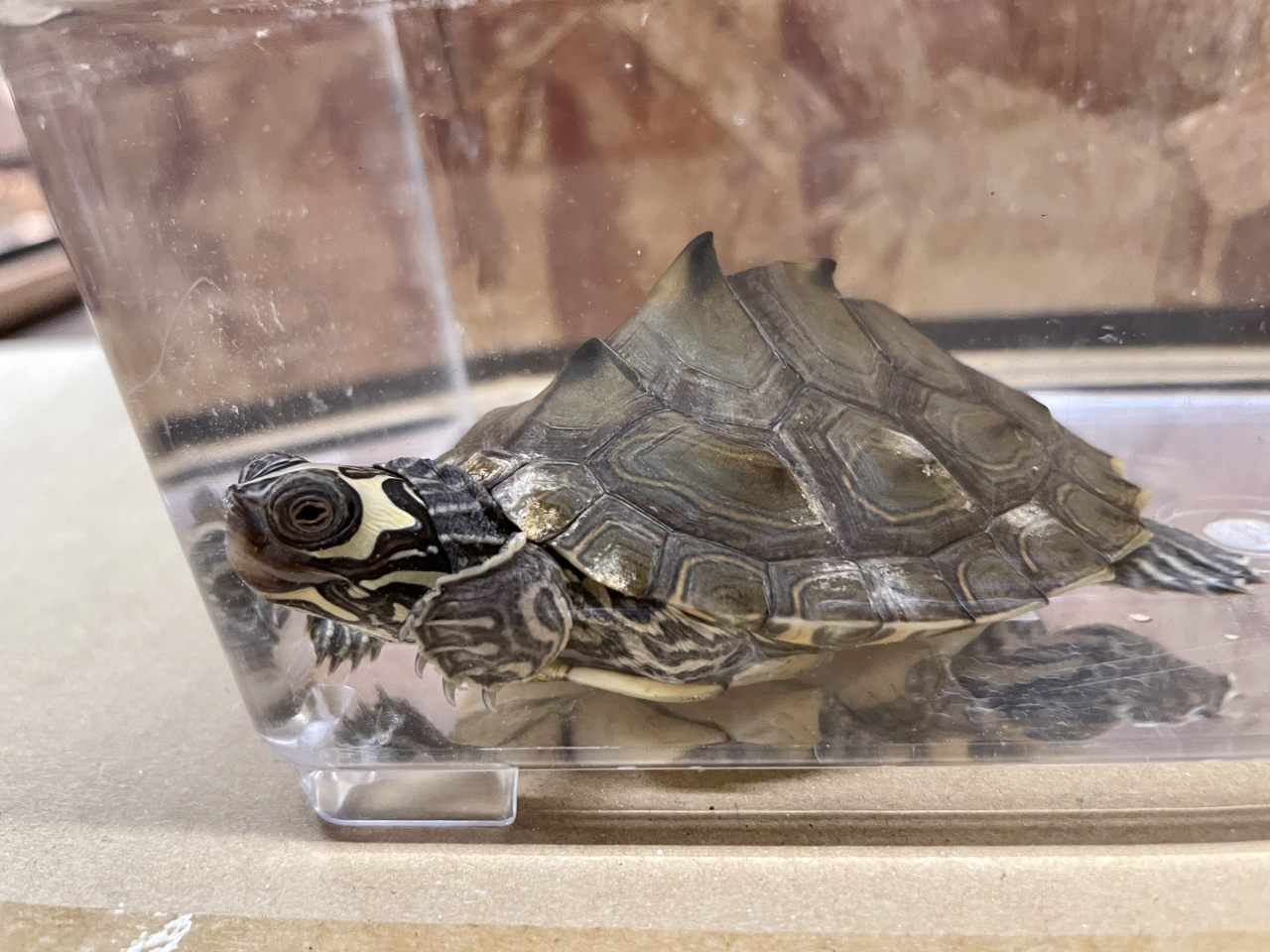 バーバーチズガメ(2)