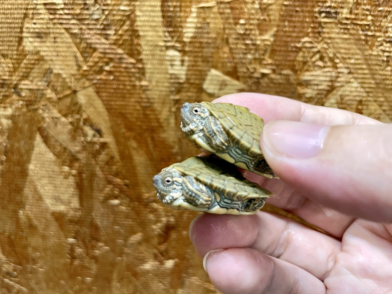 テキサスチズガメ(11)