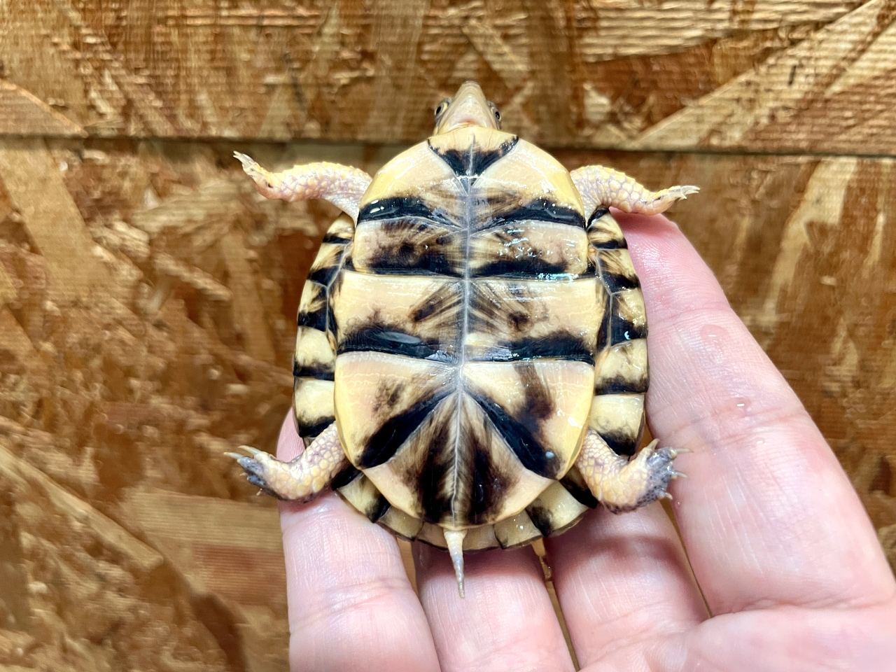 トウブハコガメ(12)