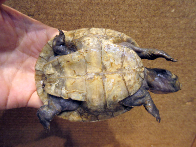 オオアタマヨコクビガメ(12)